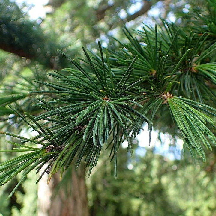 Cedrus deodara 'Bill's Blue'~ Bill's Blue Deodar Cedar-ServeScape