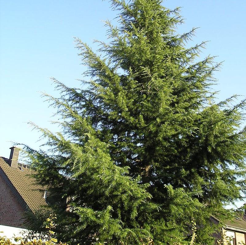 Cedrus deodara 'Bill's Blue'~ Bill's Blue Deodar Cedar-ServeScape
