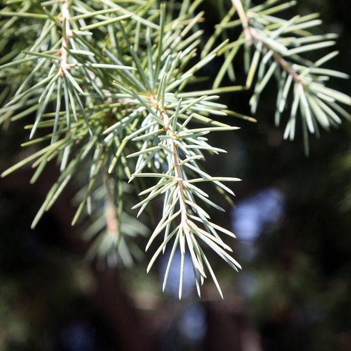 Cedrus deodara 'CDMTF1' ~ Mystic Ice® Deodar Cedar-ServeScape