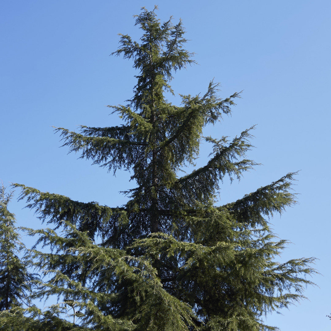Cedrus deodara 'CDMTF1' ~ Mystic Ice® Deodar Cedar - Delivered By ServeScape