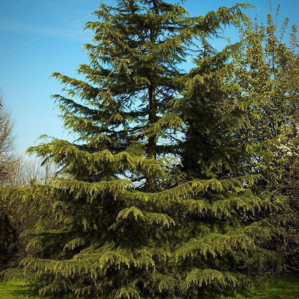 Cedrus deodara ~ Deodar Cedar - Delivered By ServeScape