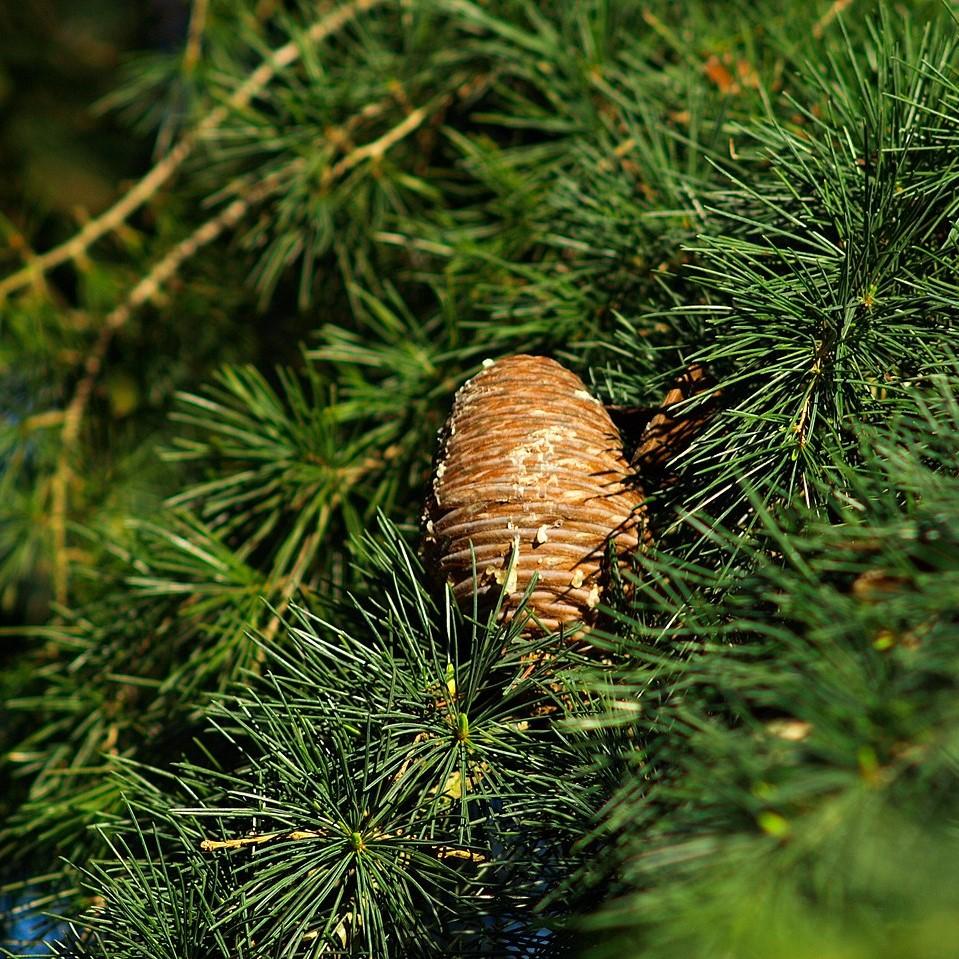 Cedrus deodara ~ Deodar Cedar-ServeScape