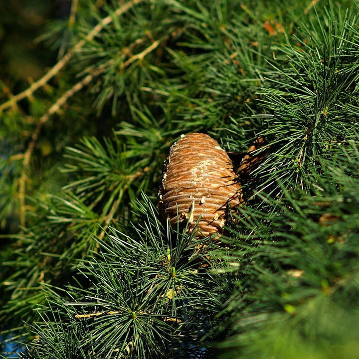 Cedrus deodara ~ Deodar Cedar-ServeScape