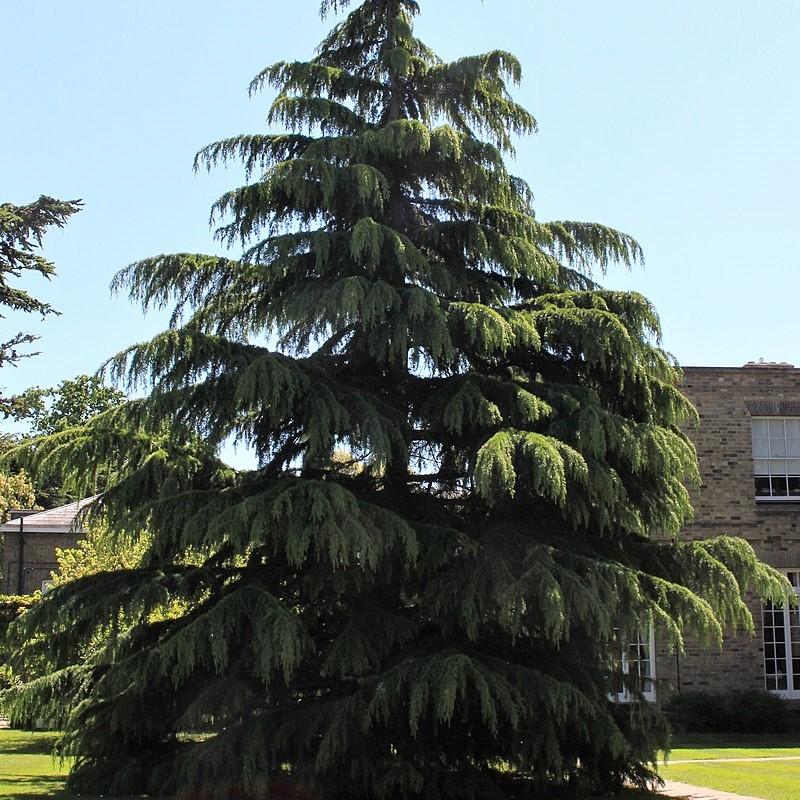Cedrus deodara ~ Deodar Cedar-ServeScape