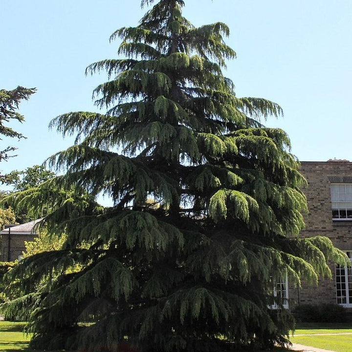 Cedrus deodara ~ Deodar Cedar-ServeScape