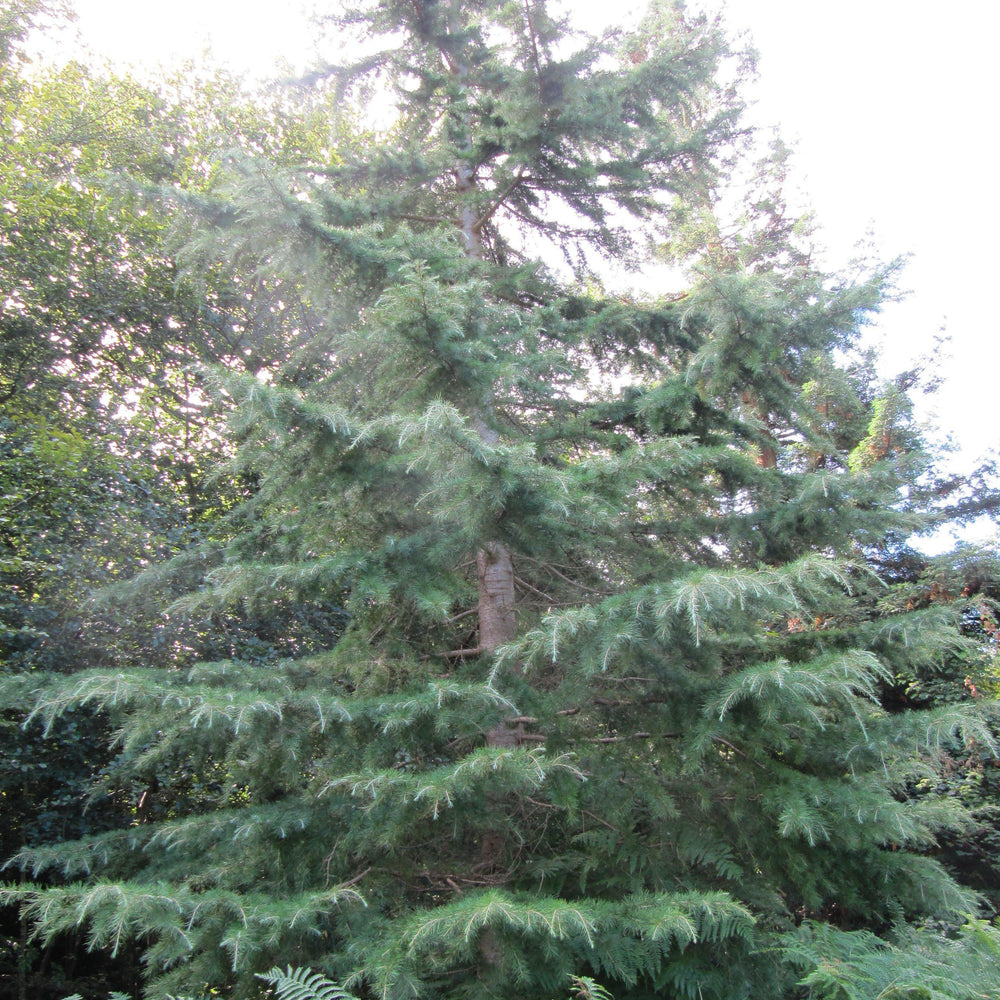 Cedrus deodara 'Gemstone' ~ Gemstone Deodar Cedar-ServeScape