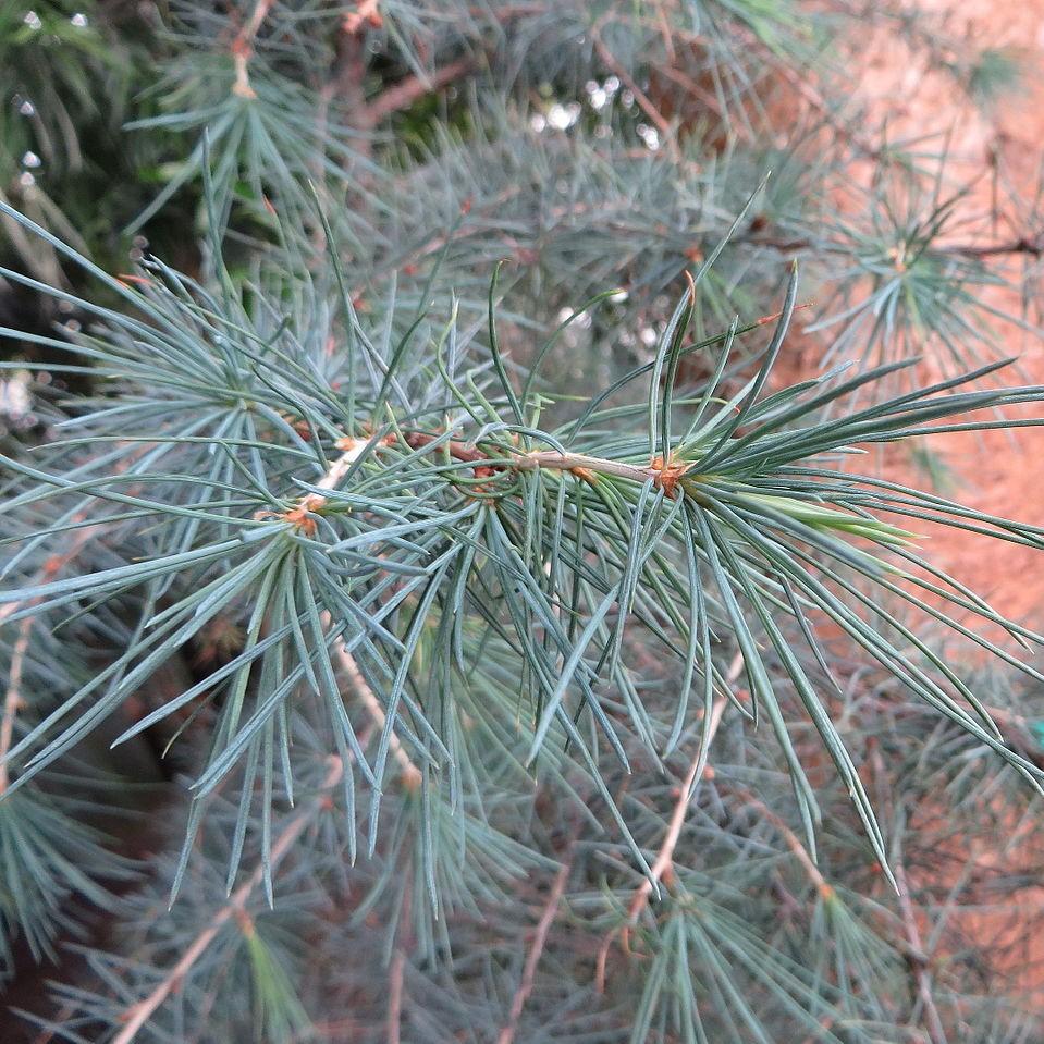 Cedrus deodara 'Gemstone' ~ Gemstone Deodar Cedar-ServeScape