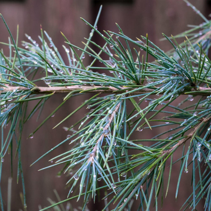 Cedrus deodara 'Gemstone' ~ Gemstone Deodar Cedar - Delivered By ServeScape