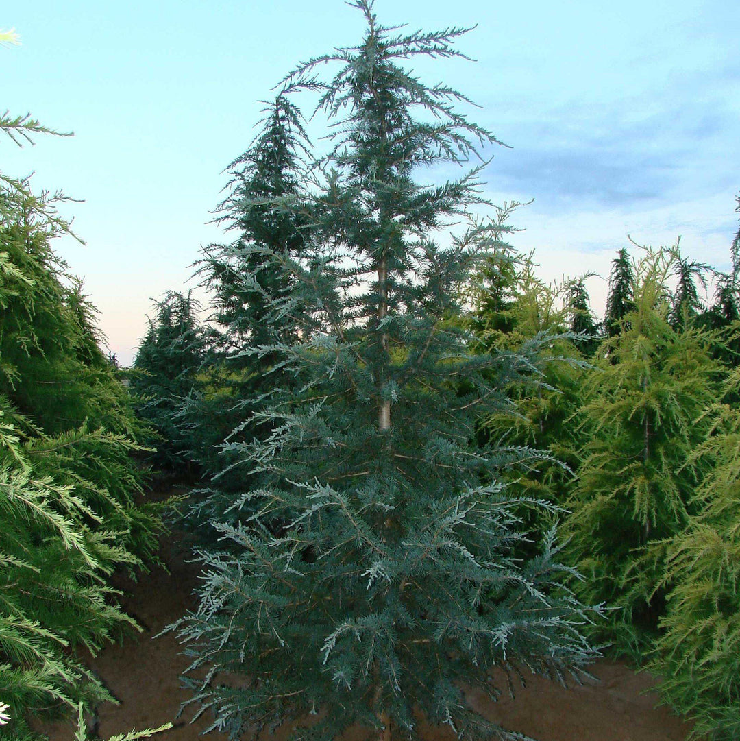 Cedrus deodara 'Karl Fuchs' ~ Karl Fuchs Deodar Cedar, Himalayan Cedar-ServeScape