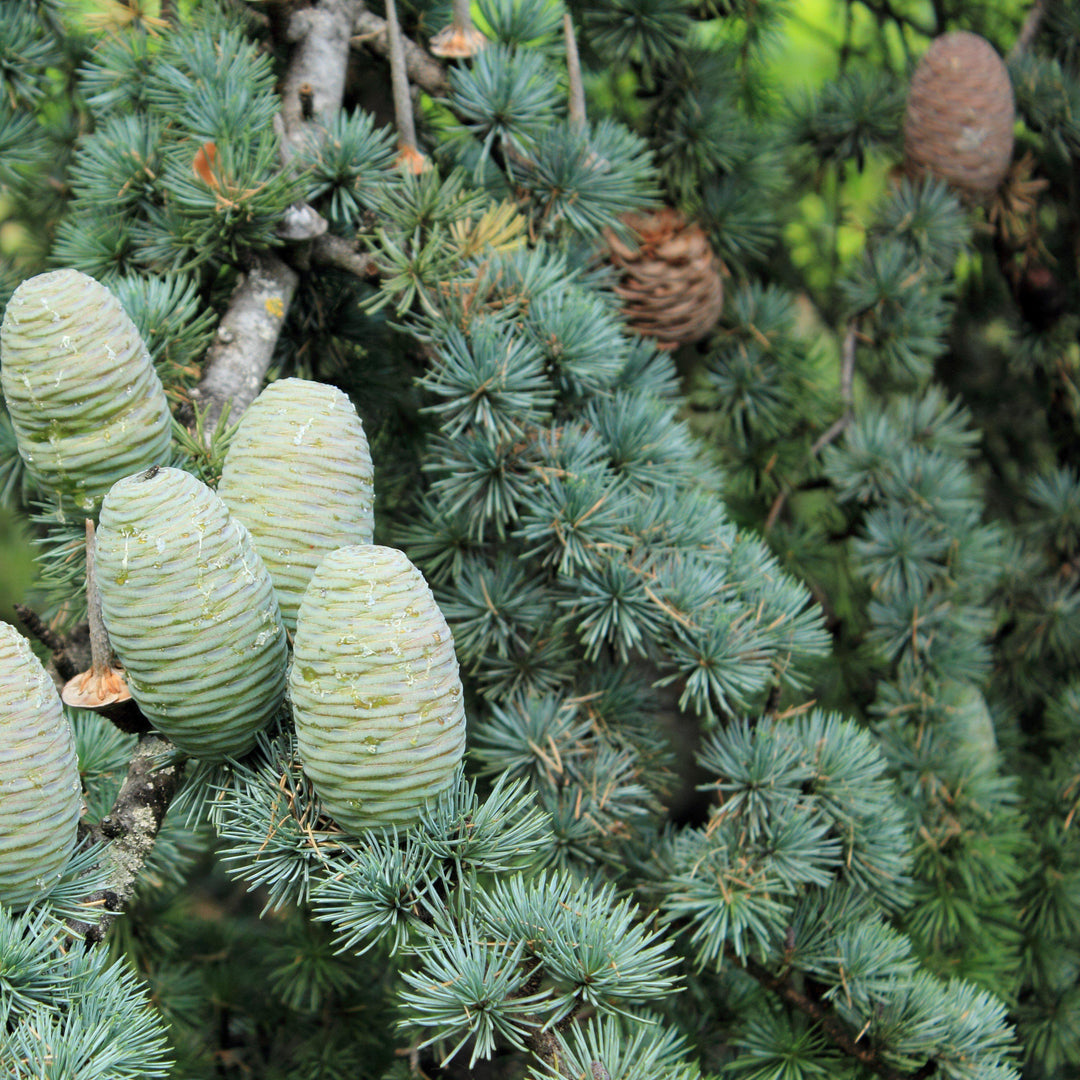 Cedrus deodara 'Patti Faye' ~ Patti Faye Deodar Cedar - Delivered By ServeScape