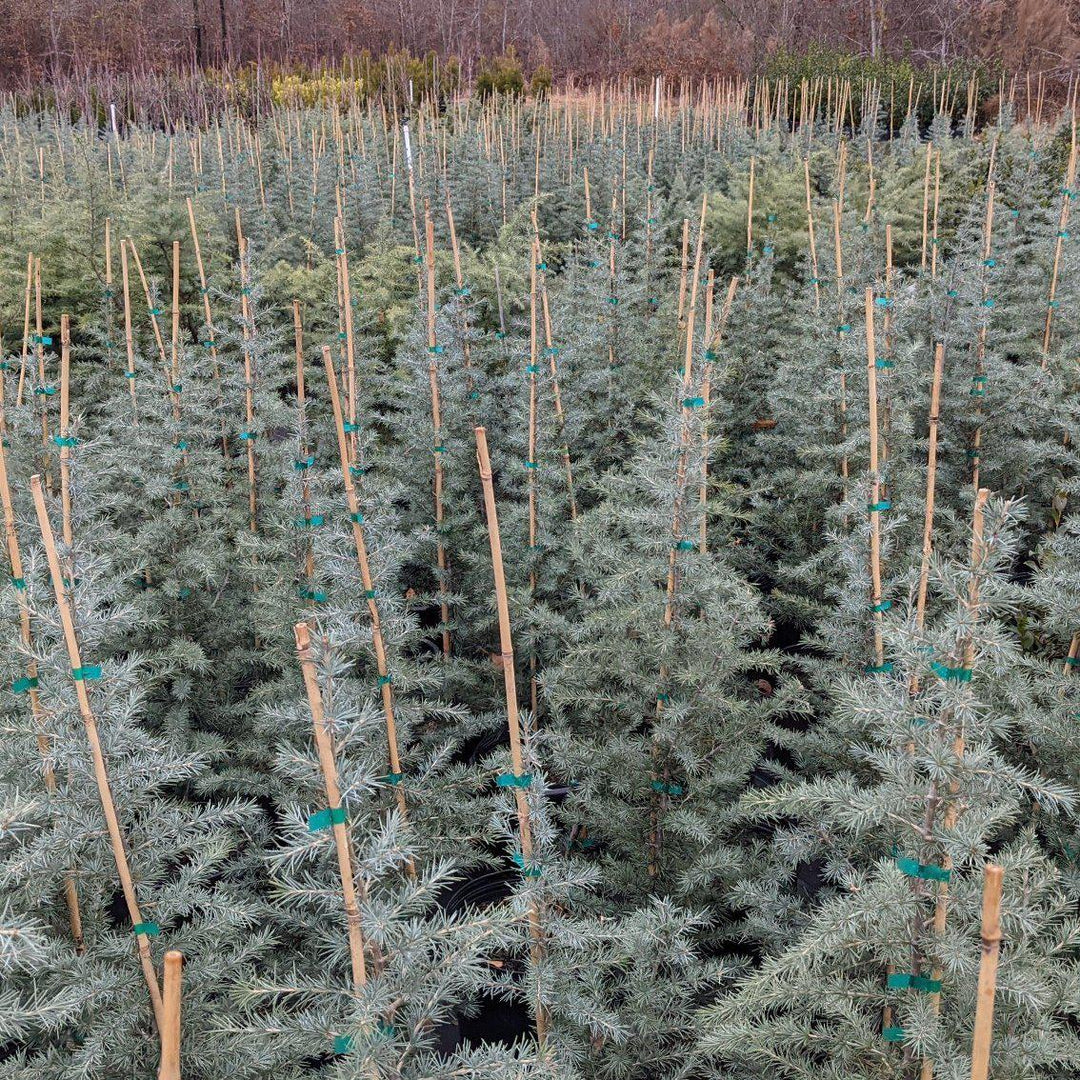 Cedrus deodara 'Patti Faye' ~ Patti Faye Deodar Cedar-ServeScape