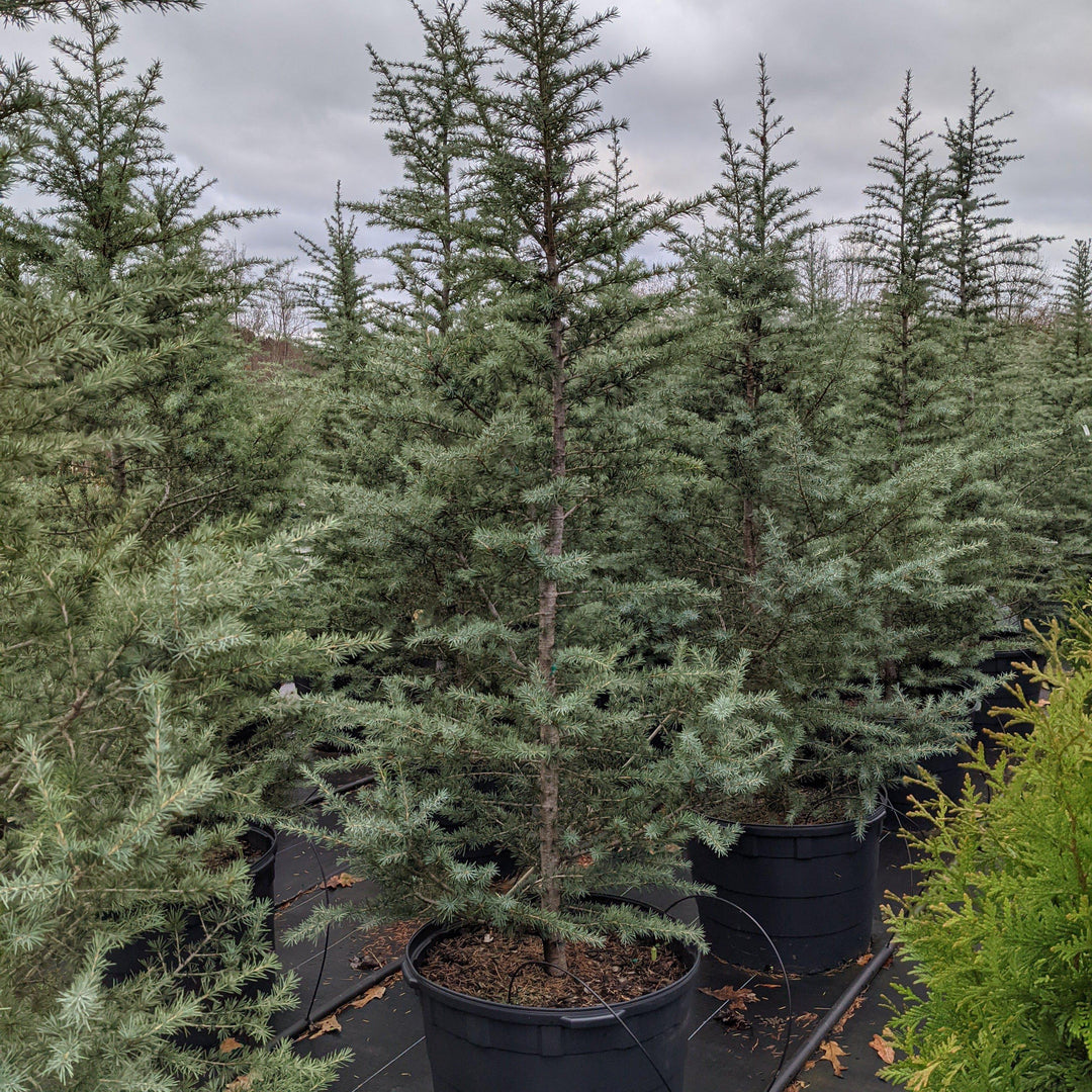 Cedrus deodara 'Patti Faye' ~ Patti Faye Deodar Cedar-ServeScape