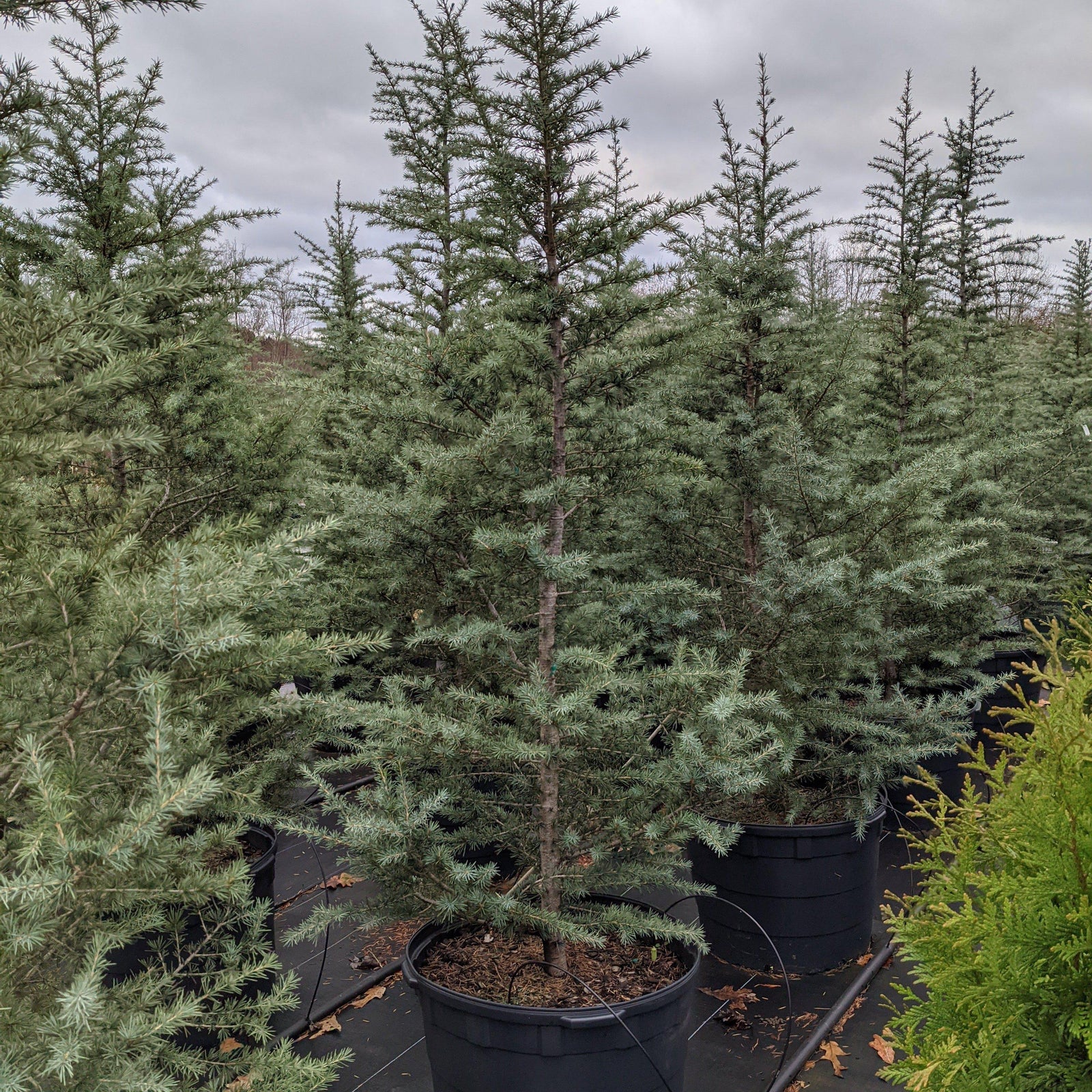 Cedrus deodara 'Patti Faye' ~ Patti Faye Deodar Cedar-ServeScape