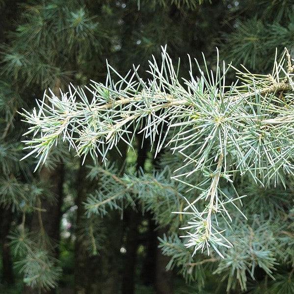 Cedrus deodara 'Blue Ice' ~ Blue Ice Deodar Cedar-ServeScape