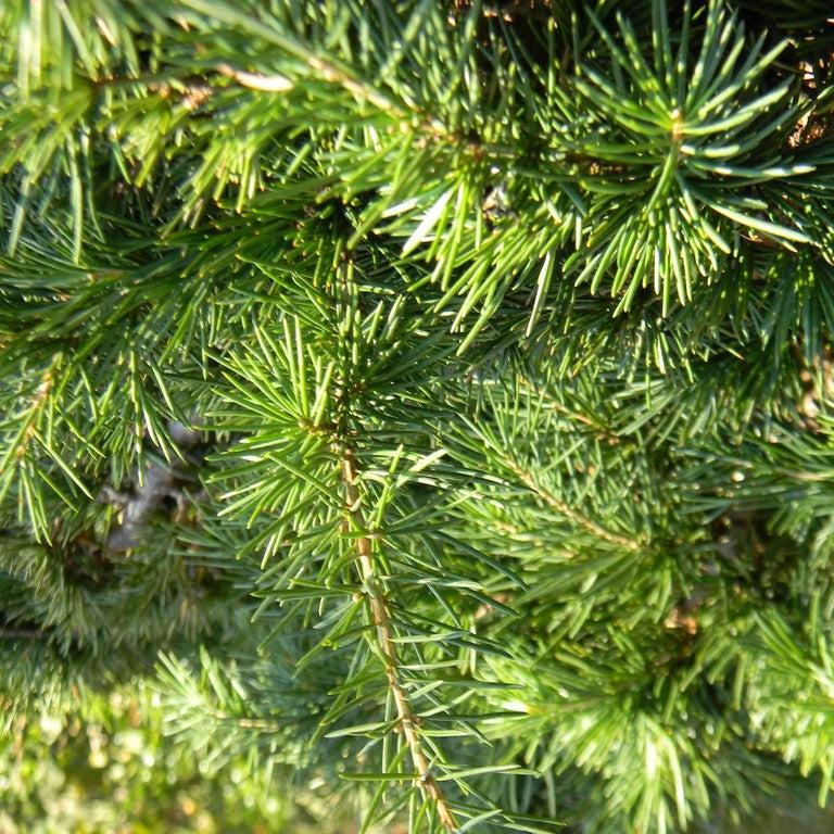 Cedrus deodara 'Divinely Blue' ~ Divinely Blue Deodar Cedar-ServeScape