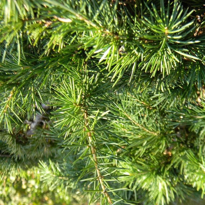 Cedrus deodara 'Divinely Blue' ~ Divinely Blue Deodar Cedar-ServeScape