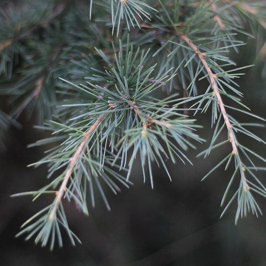 Cedrus deodara 'Feelin' Blue' ~ Feelin' Blue® Deodar Cedar-ServeScape