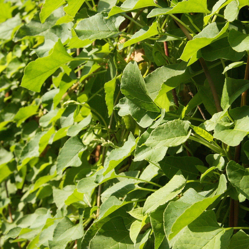 Celastrus scandens ~ American Bittersweet-ServeScape