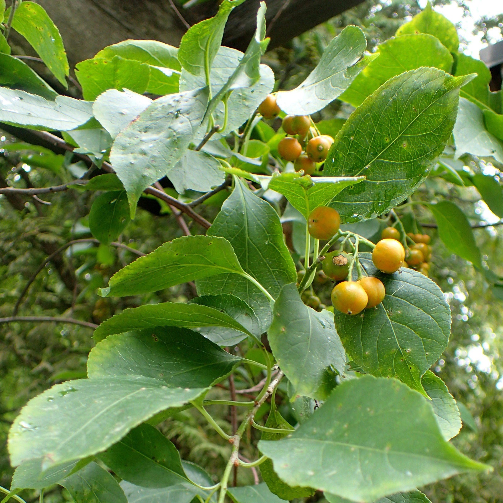 Celastrus scandens ~ American Bittersweet-ServeScape