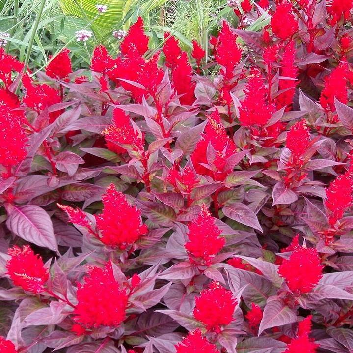 Celosia plumosa 'Dragon's Breath' ~ Dragon's Breath Cleosia-ServeScape