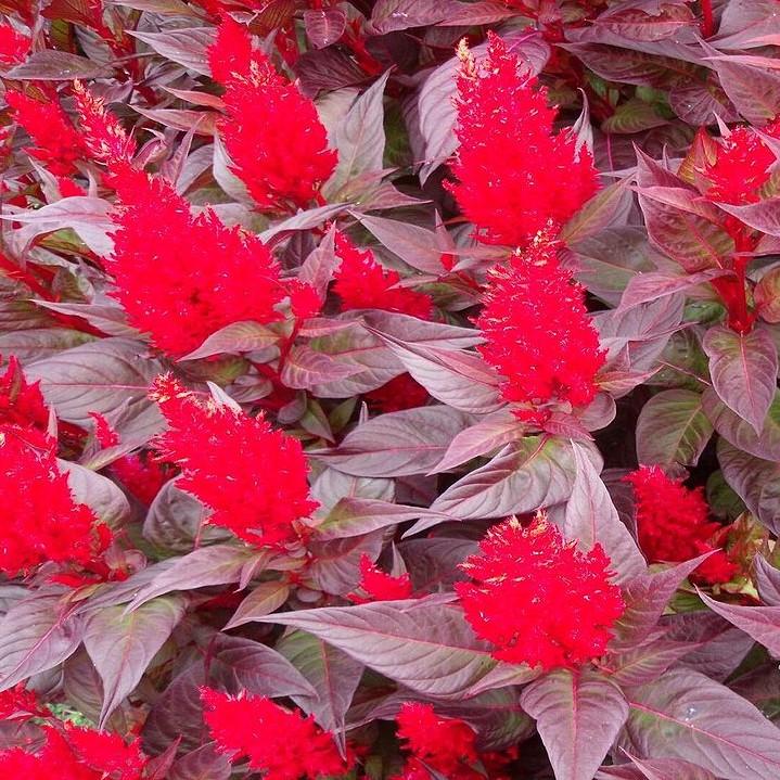 Celosia plumosa 'Dragon's Breath' ~ Dragon's Breath Cleosia-ServeScape