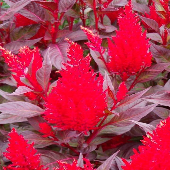 Celosia plumosa 'Dragon's Breath' ~ Dragon's Breath Cleosia-ServeScape