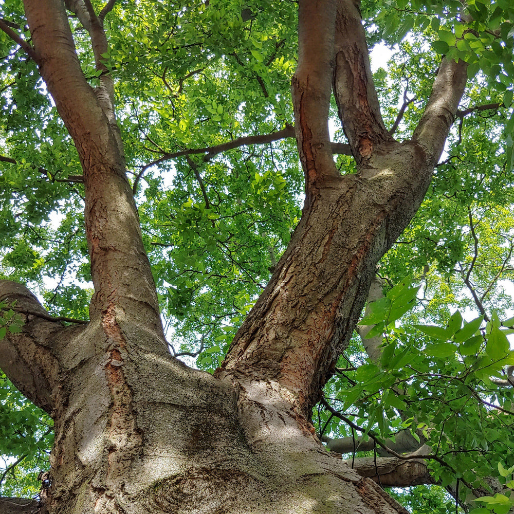 Celtis laevigata ~ Sugarberry-ServeScape