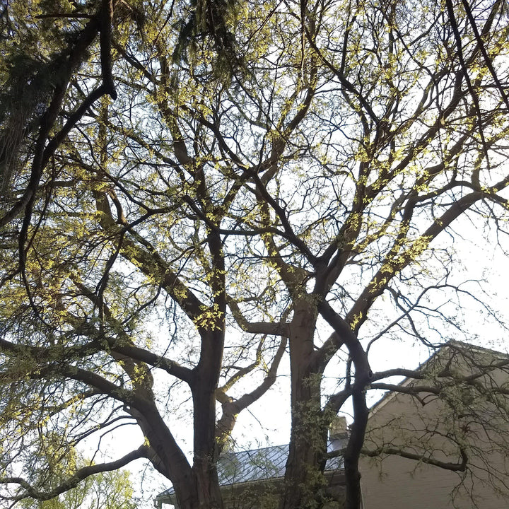 Celtis laevigata ~ Sugarberry-ServeScape