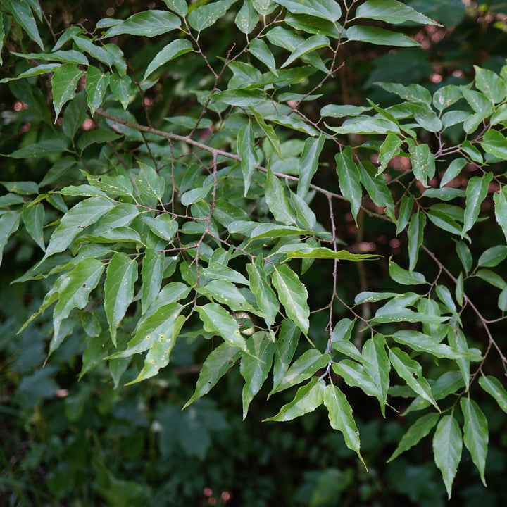 Celtis laevigata ~ Sugarberry-ServeScape
