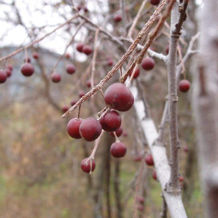 Celtis laevigata ~ Sugarberry-ServeScape