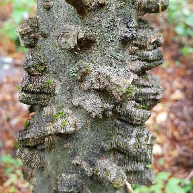 Celtis laevigata ~ Sugarberry-ServeScape