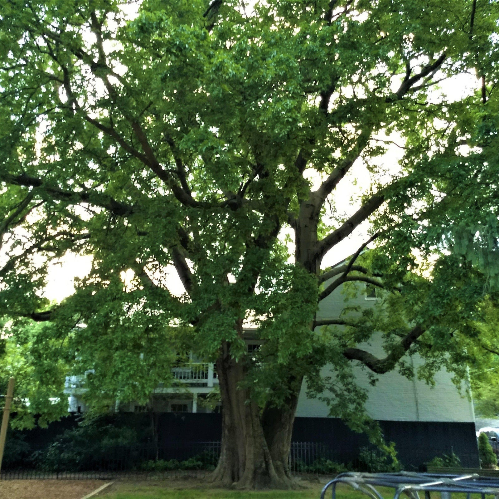 Celtis laevigata ~ Sugarberry-ServeScape