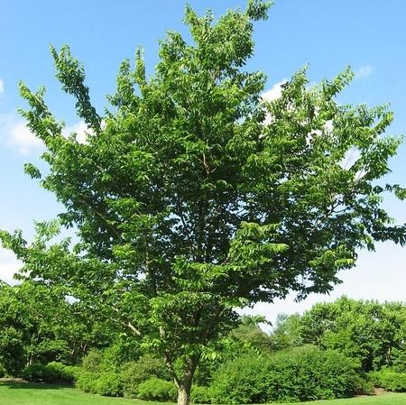 Celtis occidentalis~ Hackberry-ServeScape