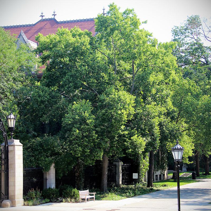 Celtis occidentalis~ Hackberry-ServeScape