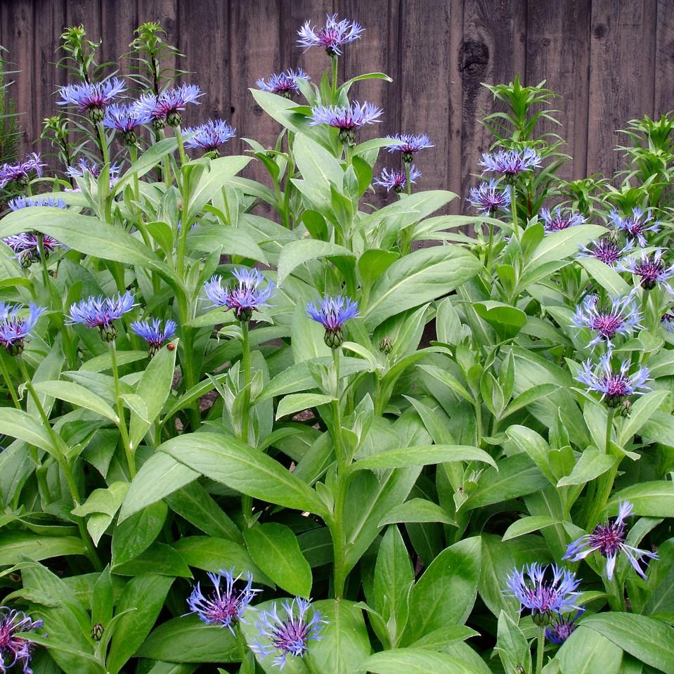 Centaurea montana ~ Mountain Bleut-ServeScape