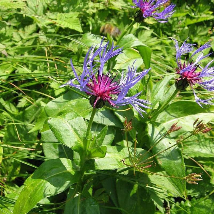Centaurea montana ~ Mountain Bleut-ServeScape