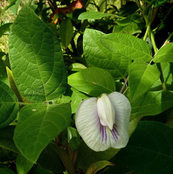Centrosema virginianum ~ Butterfly Pea-ServeScape