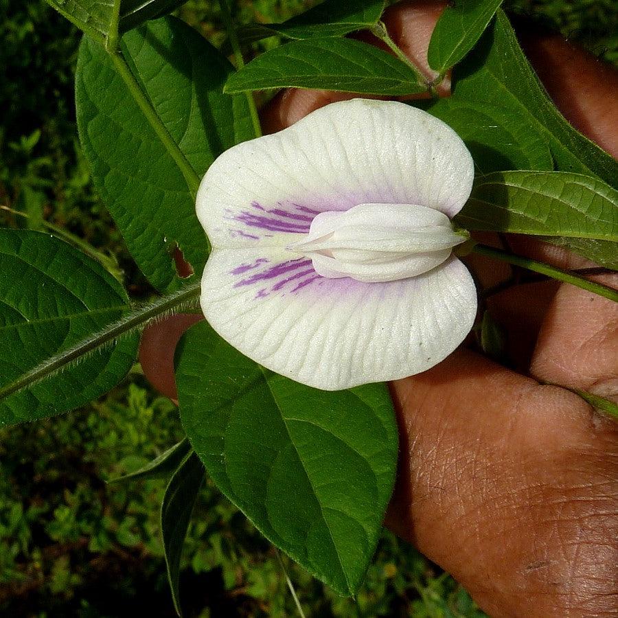 Centrosema virginianum ~ Butterfly Pea-ServeScape