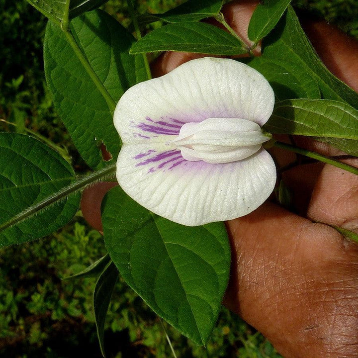 Centrosema virginianum ~ Butterfly Pea-ServeScape