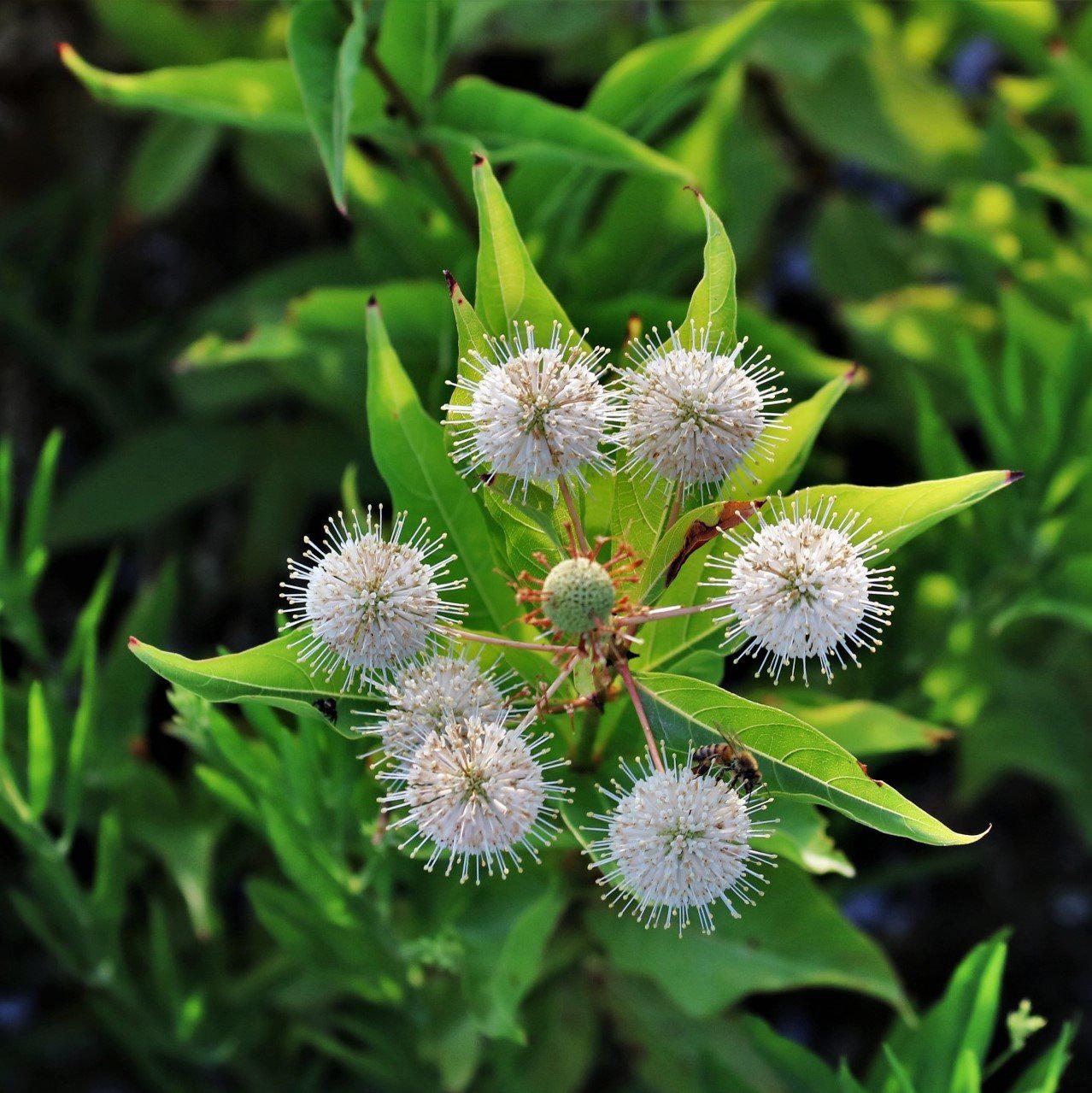 Cephalanthus occidentalis ~ Buttonbush-ServeScape