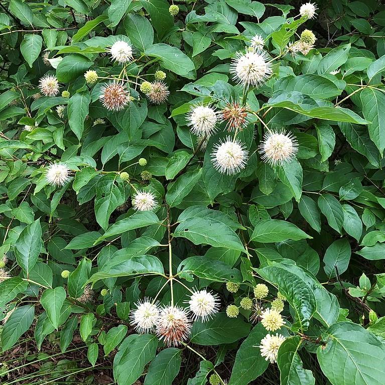 Cephalanthus occidentalis 'Fiber Optics' ~ Fiber Optics Cephalanthus-ServeScape