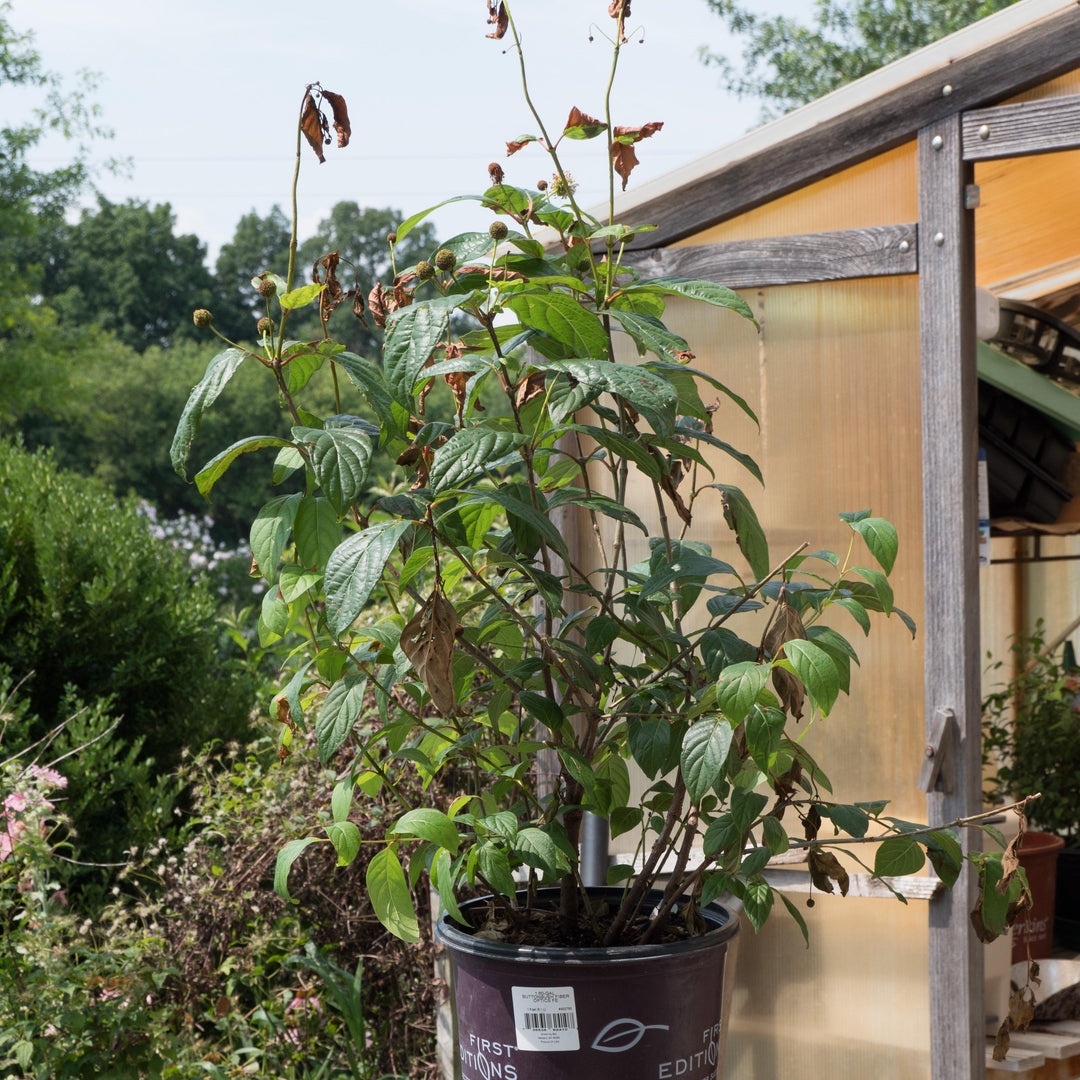 Cephalanthus occidentalis 'Fiber Optics' ~ Fiber Optics Cephalanthus-ServeScape