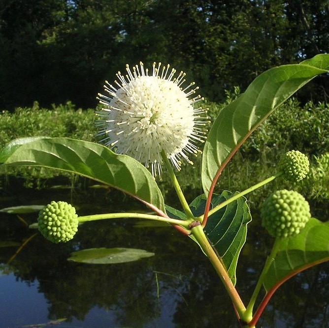 Cephalanthus occidentalis 'Fiber Optics' ~ Fiber Optics Cephalanthus-ServeScape