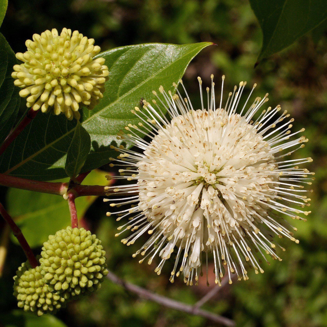 Cephalanthus occidentalis 'Fiber Optics' ~ Fiber Optics Cephalanthus - Delivered By ServeScape