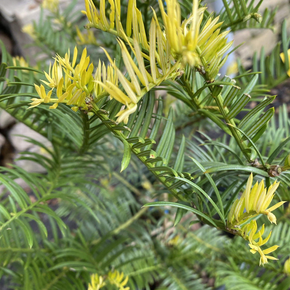 Cephalotaxus 'Ryan Gainey' ~ Ryan Gainey Plum-Yew-ServeScape
