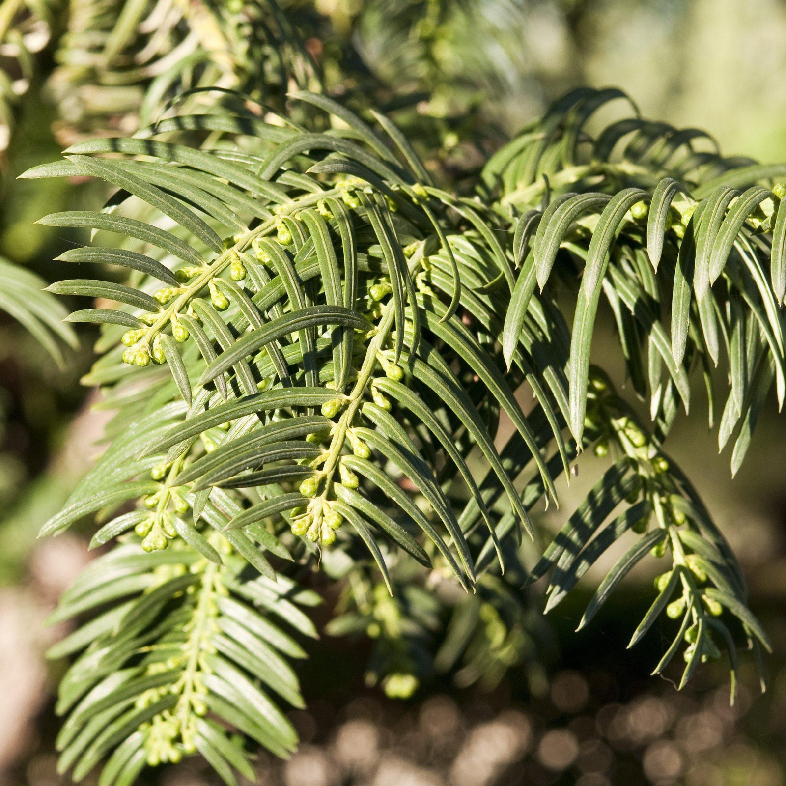 Cephalotaxus 'Sago' ~ Sago Plum-Yew - Delivered By ServeScape