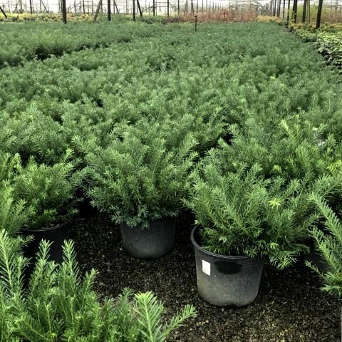 Cephalotaxus harringtonia 'Duke Gardens' ~ Duke Gardens Japanese Plum Yew-ServeScape