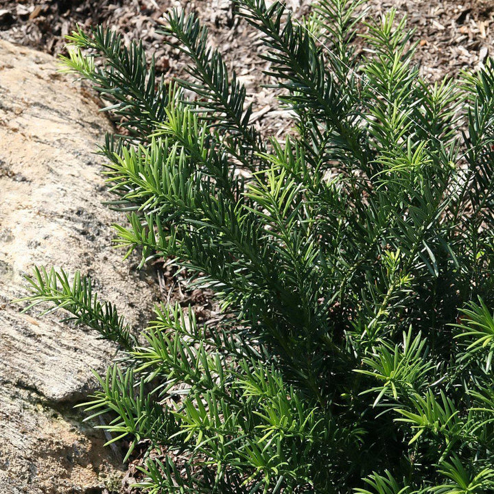 Cephalotaxus harringtonia 'Duke Gardens' ~ Duke Gardens Japanese Plum Yew-ServeScape