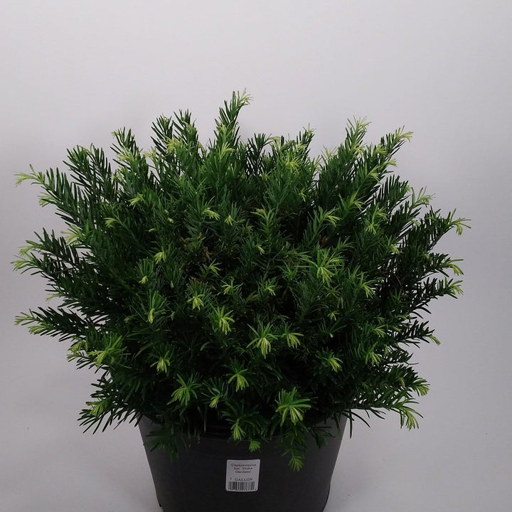 Cephalotaxus harringtonia 'Duke's Garden' ~ Duke's Garden Japaneses Plum Yew-ServeScape