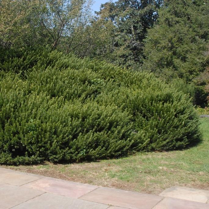 Cephalotaxus harringtonia 'Duke Gardens' ~ Duke Gardens Japanese Plum Yew-ServeScape